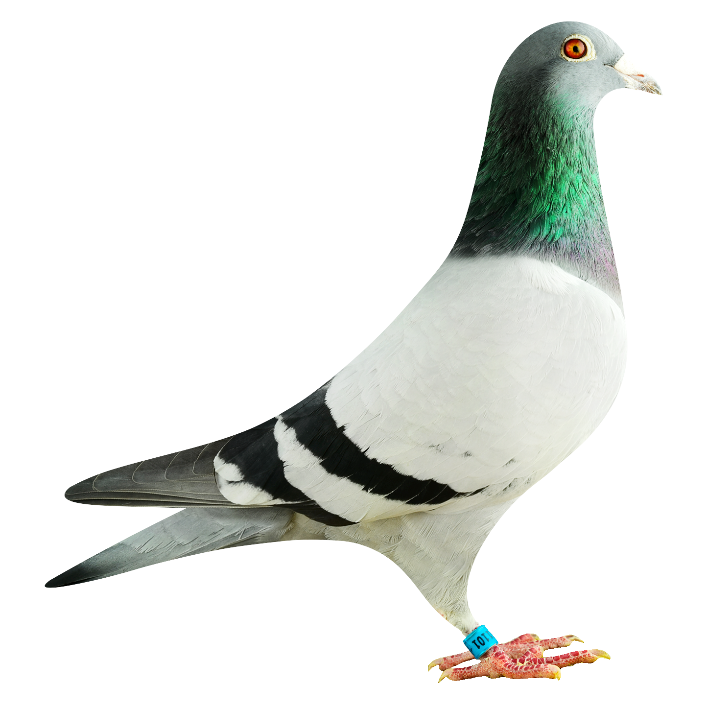 RAX, BE16-4011101, zijaanzicht